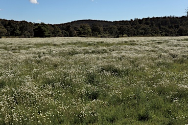 APII jpeg image of Leucanthemum vulgare  © contact APII