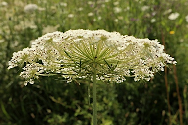 APII jpeg image of Ammi majus  © contact APII