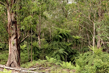 APII jpeg image of Dicksonia antarctica  © contact APII