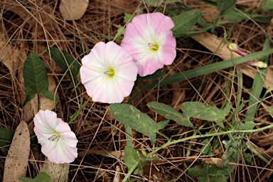 APII jpeg image of Convolvulus arvensis  © contact APII