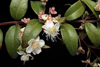 APII jpeg image of Austromyrtus dulcis  © contact APII