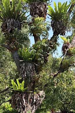 APII jpeg image of Asplenium australasicum  © contact APII