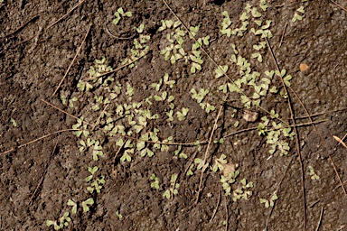 APII jpeg image of Riccia vesiculosa  © contact APII