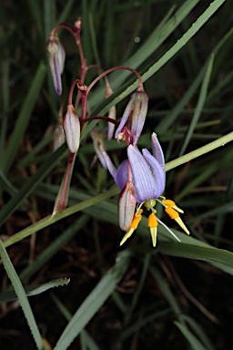 APII jpeg image of Dianella amoena  © contact APII