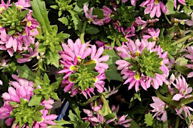 APII jpeg image of Scaevola 'Elite Pink Breeze'  © contact APII