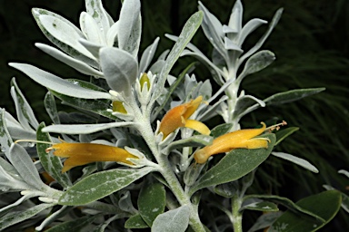 APII jpeg image of Eremophila glabra 'Kalbarri Carpet'  © contact APII