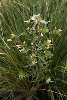 APII jpeg image of Collomia grandiflora  © contact APII