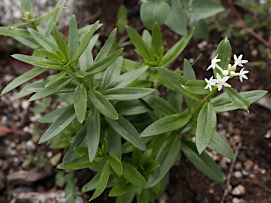 APII jpeg image of Stackhousia monogyna  © contact APII