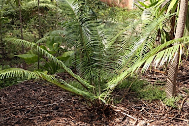 APII jpeg image of Lepidozamia peroffskyana  © contact APII