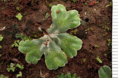 APII jpeg image of Riccia cartilaginosa  © contact APII