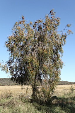 APII jpeg image of Pittosporum angustifolium  © contact APII