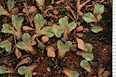 APII jpeg image of Riccia spongiosula  © contact APII