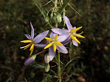 APII jpeg image of Solanum ferocissimum  © contact APII