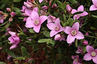 APII jpeg image of Boronia crenulata  © contact APII