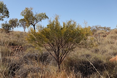 APII jpeg image of Acacia chisholmii  © contact APII