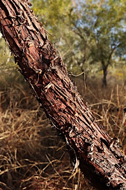 APII jpeg image of Acacia chisholmii  © contact APII