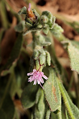 APII jpeg image of Streptoglossa adscendens  © contact APII