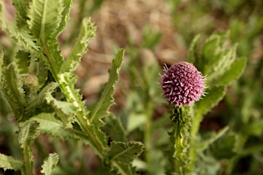 APII jpeg image of Pterocaulon serrulatum  © contact APII