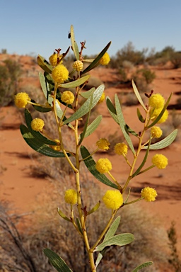 APII jpeg image of Acacia dictyophleba  © contact APII