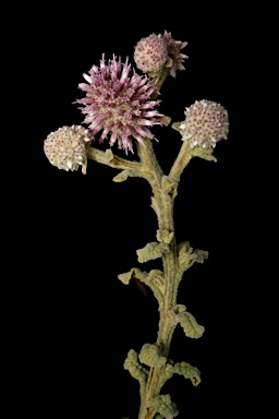 APII jpeg image of Pterocaulon sphacelatum  © contact APII