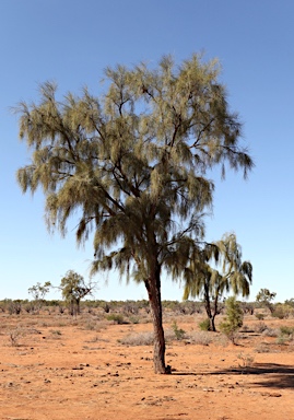 APII jpeg image of Acacia peuce  © contact APII