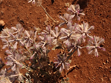 APII jpeg image of Ptilotus sessilifolius  © contact APII