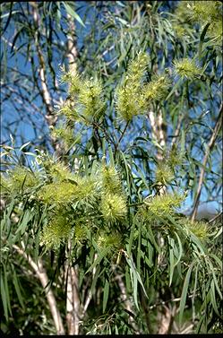 APII jpeg image of Melaleuca argentea  © contact APII