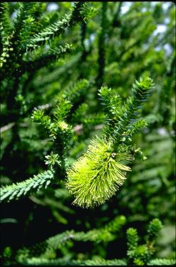 APII jpeg image of Melaleuca diosmifolia  © contact APII