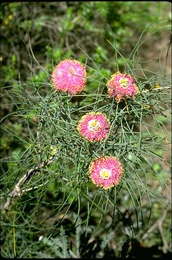 APII jpeg image of Melaleuca filifolia  © contact APII