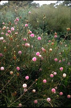 APII jpeg image of Melaleuca filifolia  © contact APII