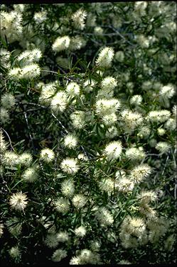 APII jpeg image of Melaleuca groveana  © contact APII