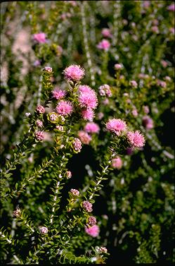 APII jpeg image of Melaleuca leptospermoides  © contact APII