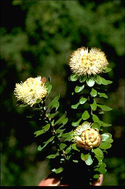 APII jpeg image of Melaleuca megacephala  © contact APII