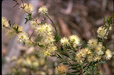 APII jpeg image of Melaleuca nodosa  © contact APII