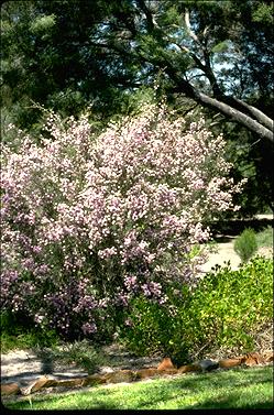 APII jpeg image of Melaleuca pentagona  © contact APII