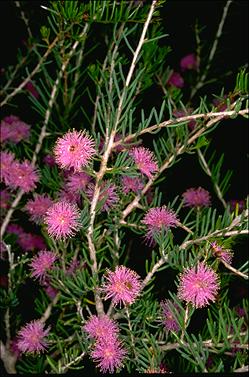 APII jpeg image of Melaleuca scabra  © contact APII