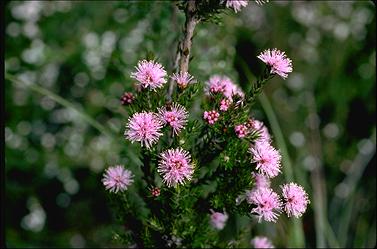 APII jpeg image of Melaleuca squamea  © contact APII