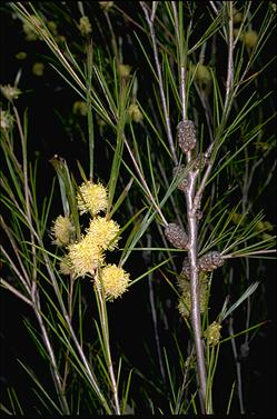 APII jpeg image of Melaleuca uncinata  © contact APII