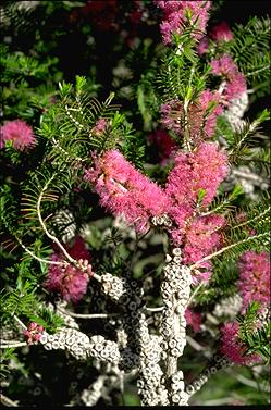 APII jpeg image of Melaleuca wilsonii  © contact APII