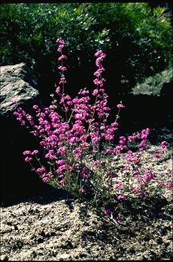 APII jpeg image of Mirbelia speciosa subsp. speciosa  © contact APII