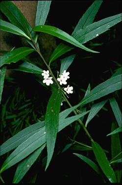 APII jpeg image of Myoporum betchianum  © contact APII