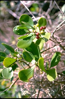 APII jpeg image of Myoporum insulare  © contact APII