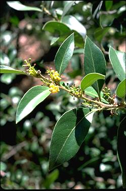 APII jpeg image of Notelaea longifolia f. longifolia  © contact APII