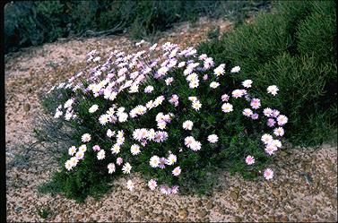 APII jpeg image of Olearia ciliata  © contact APII