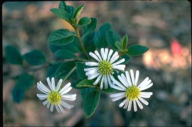 APII jpeg image of Olearia tomentosa  © contact APII