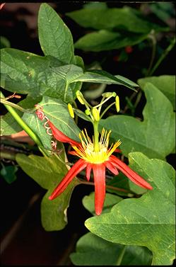 APII jpeg image of Passiflora cinnabrina  © contact APII