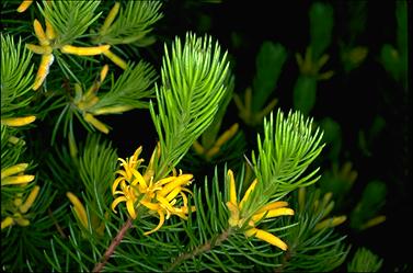 APII jpeg image of Persoonia chamaepitys  © contact APII