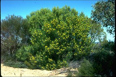 APII jpeg image of Persoonia stricta  © contact APII