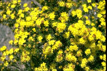 APII jpeg image of Phebalium squamulosum subsp. macrocalyx  © contact APII