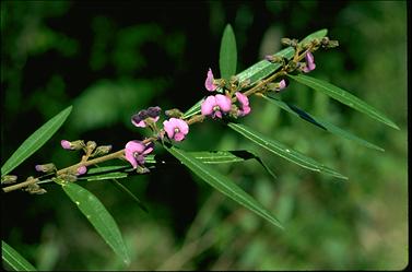 APII jpeg image of Hovea acutifolia  © contact APII